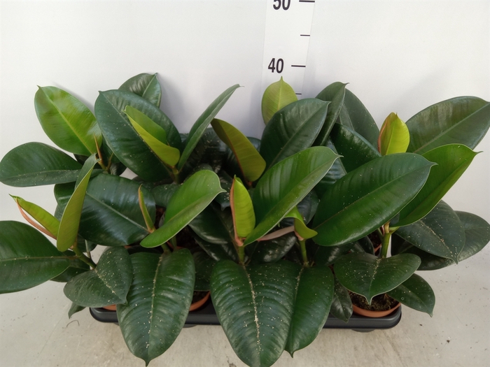 <h4>Ficus elastica 'Robusta'</h4>