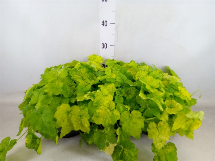 <h4>Tolmiea menziesii   ...variegated</h4>