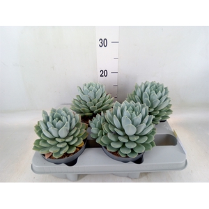 Pachyphytum  'Corvus'