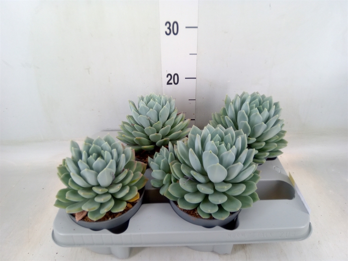 <h4>Pachyphytum  'Corvus'</h4>