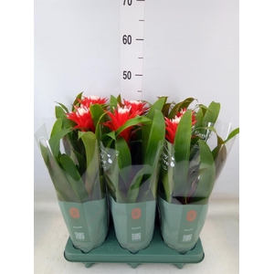 Guzmania  'Hope'