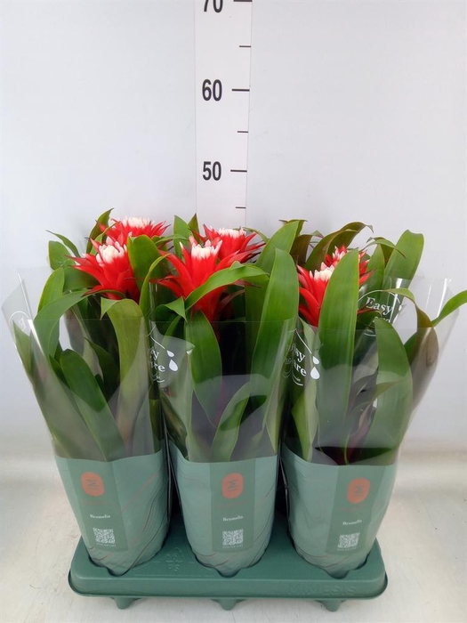 <h4>Guzmania  'Hope'</h4>