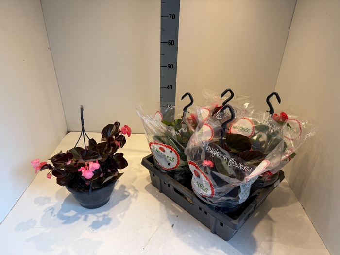 <h4>BEGO MWATT PINK BL</h4>