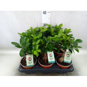 Ficus microcarpa 'Ginseng'