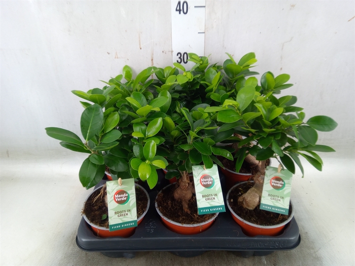<h4>Ficus microcarpa 'Ginseng'</h4>