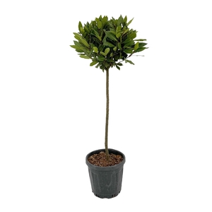 LAU NOBILIS