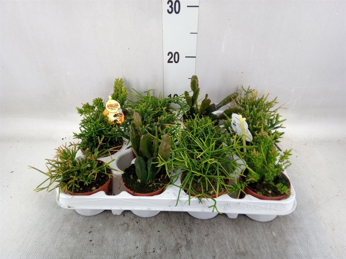 <h4>Rhipsalis   ...mix</h4>