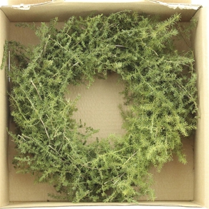 Wreath Asparagus Wild Preserved