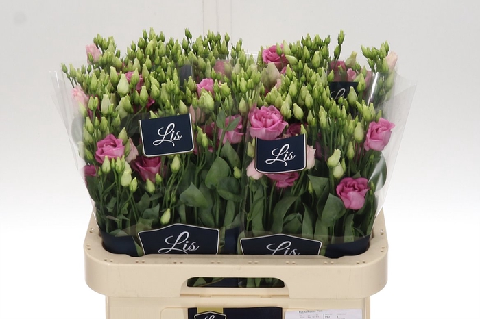 <h4>Eus G Rosi Rose Pink Lis</h4>