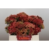 Kaaps Groen Red Brunia Medium