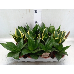 Sansevieria trifa. 'Hahnii'