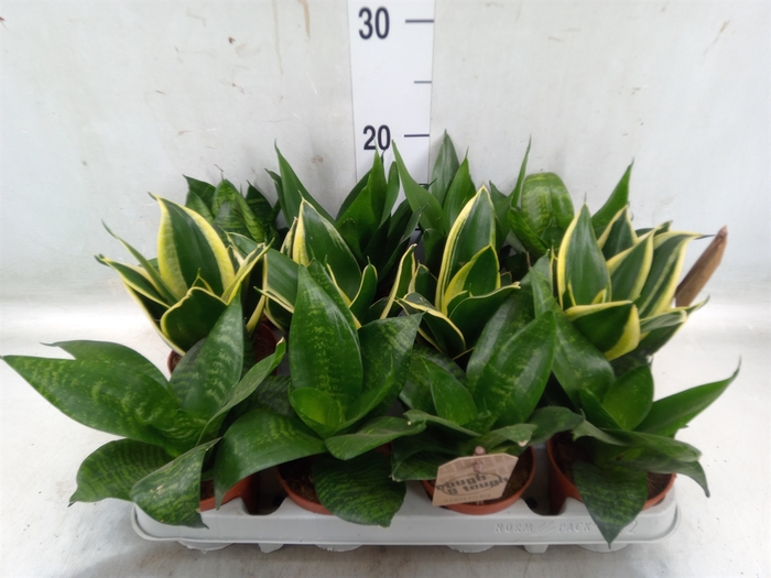 <h4>Sansevieria trifa. 'Hahnii'</h4>