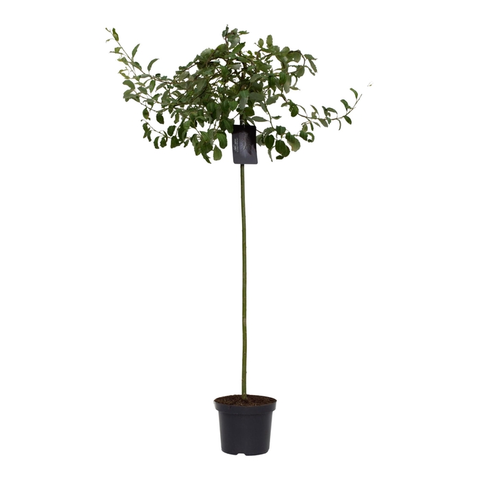 <h4>Salix caprea 'Curly Locks' 120ST</h4>