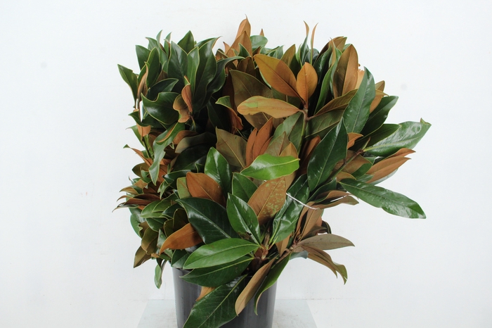 <h4>MAGNOLIA GRANDIFLORA 400GR</h4>