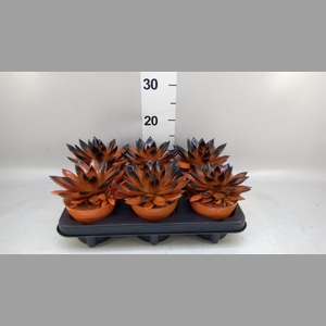 Echeveria  'Miranda'