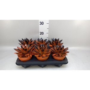 Echeveria  'Miranda'