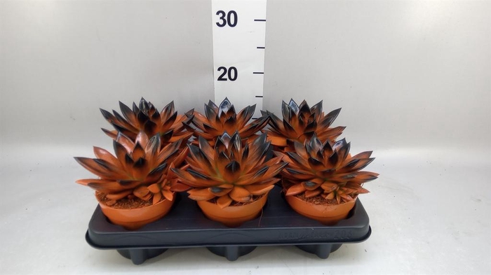 <h4>Echeveria  'Miranda'</h4>