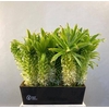 EUCOMIS C TUGEL JADE