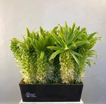 EUCOMIS C TUGEL JADE