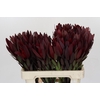 Leucadendron Saf Sunset Dark Red