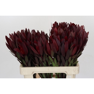 Leucadendron Saf Sunset Dark Red