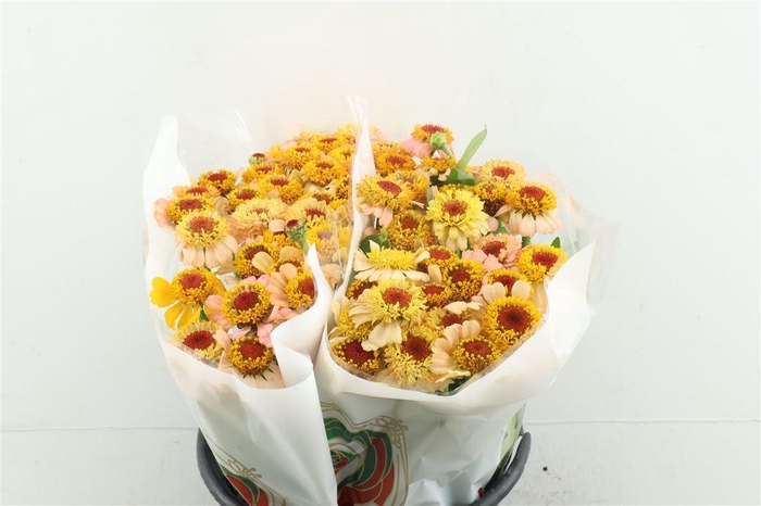 <h4>Zinnia Peach</h4>