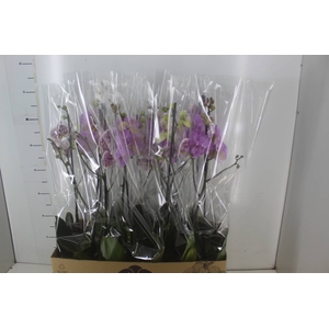 PHALAENOPSIS MIX P12