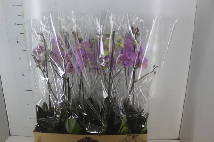 <h4>PHALAENOPSIS MIX P12</h4>