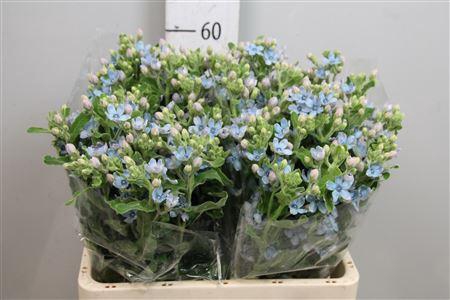 <h4>Oxy Co Tan Pure Blu</h4>