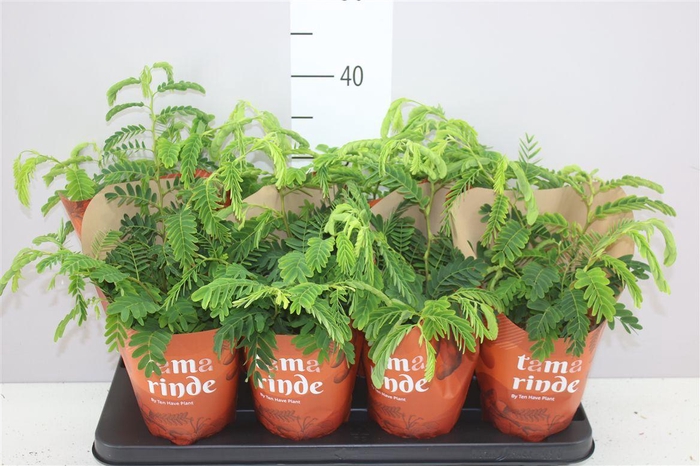 <h4>Tamarindus Indica</h4>