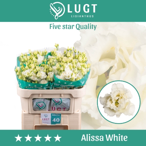 <h4>Lisianthus Alissa White</h4>