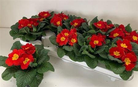 <h4>Prim Ac Cairo Red</h4>