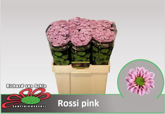 CHR S ROSSI PINK