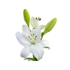 LIRIO RODENGO 090 CM HT 2/3 FLS BRANCO