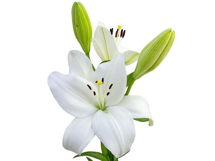 <h4>LIRIO RODENGO 060 CM HT 2/3 FLS BRANCO</h4>