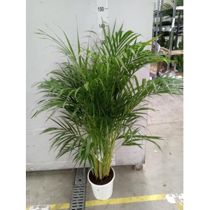 Dypsis lutescens   ...Chrysalidoca