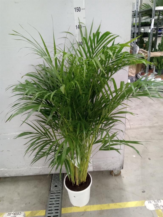<h4>Dypsis lutescens   ...Chrysalidoca</h4>