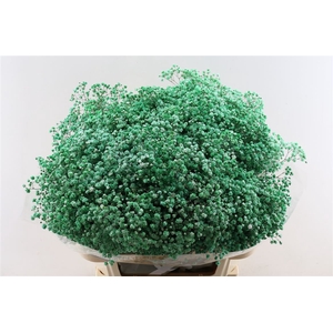 Gyps Pa. Forest Green