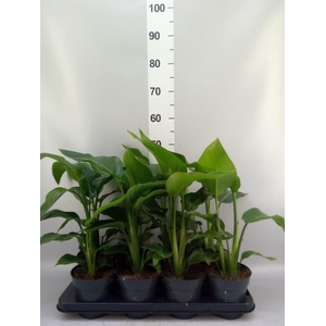 Strelitzia nicolai