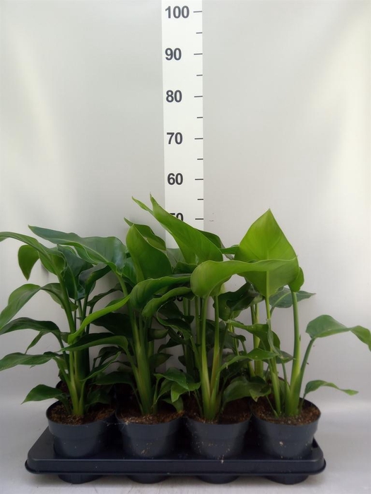 <h4>Strelitzia nicolai</h4>