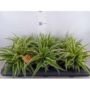 Chlorophytum com. 'Ocean'
