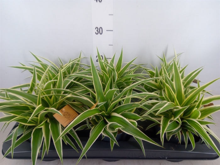 <h4>Chlorophytum com. 'Ocean'</h4>