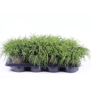 Chamaecyparis Filifera Na