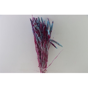 Dried Artz Setaria Rubens Bunch