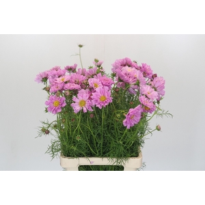 Cosmos bipinnatus