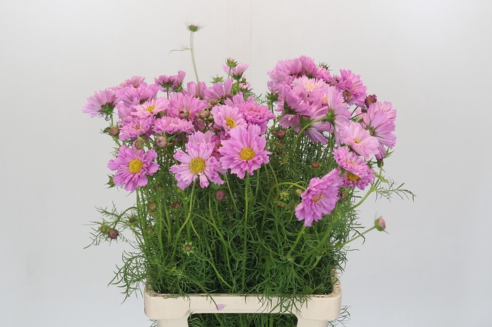 <h4>Cosmos bipinnatus</h4>