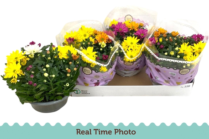 <h4>CHRYS GEM IN POT</h4>