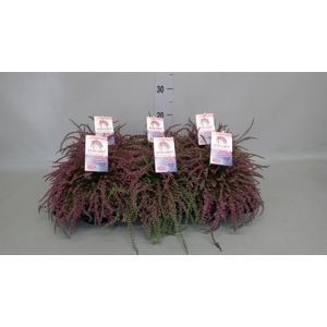Calluna vulg. 'Garden G Rasta Girl'