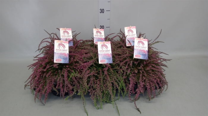 <h4>Calluna vulg. 'Garden G Rasta Girl'</h4>
