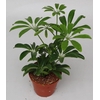 Schefflera Ar Overig toef Luseana